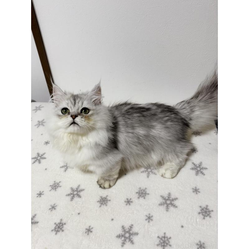 販売中の大阪府のミヌエット(短足)-132022の4枚目