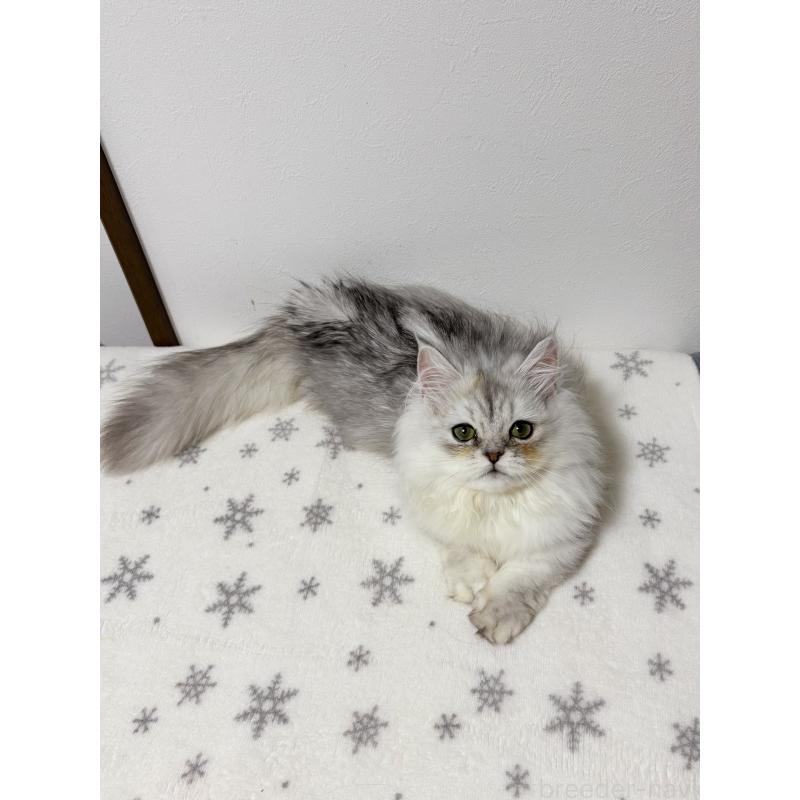 販売中の大阪府のミヌエット(短足)-132022の3枚目