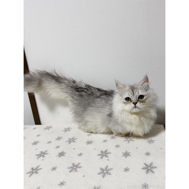 販売中の大阪府のミヌエット(短足)-132022の2枚目