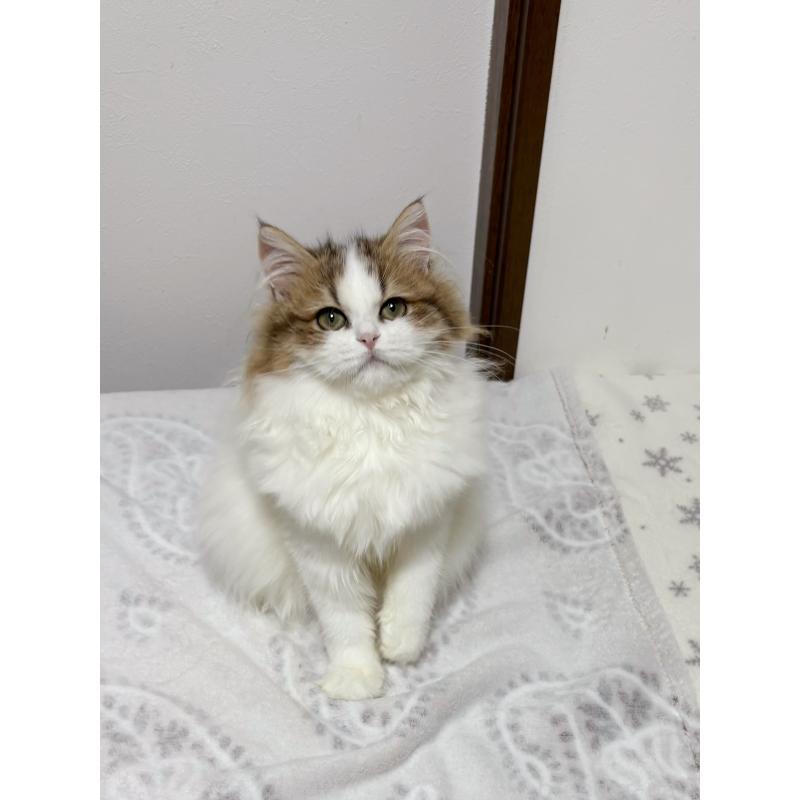 販売中の大阪府のミヌエット-130901の4枚目