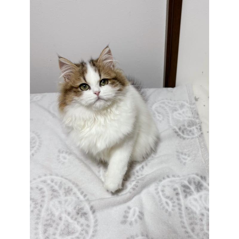 販売中の大阪府のミヌエット-130901の3枚目