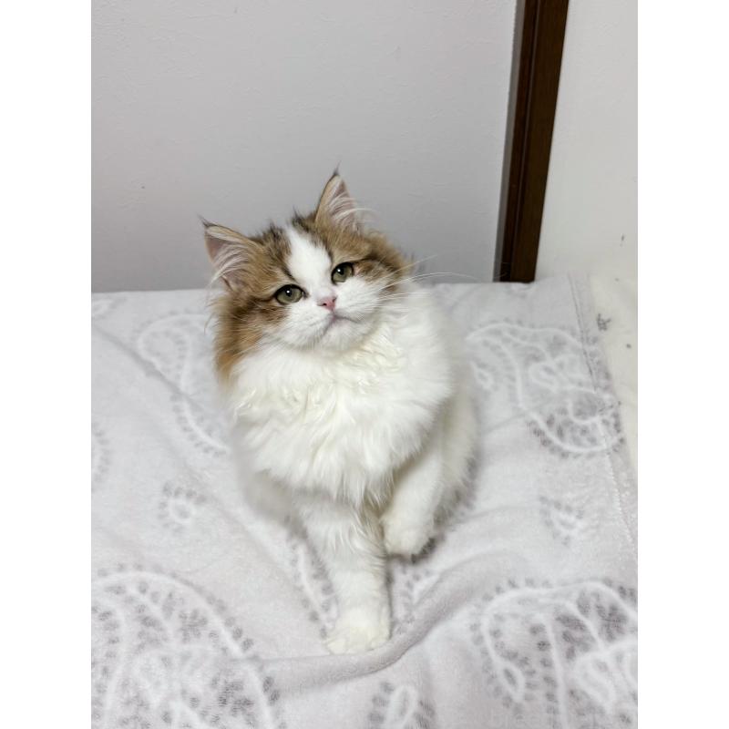 販売中の大阪府のミヌエット-130901の2枚目