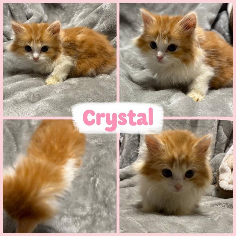 販売中の北海道のミックス-132024の2枚目