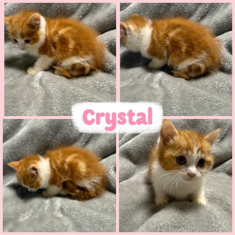 販売中の北海道のミックス-132025の2枚目