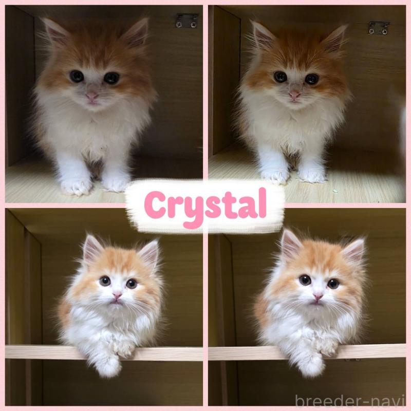 販売中の北海道のミックス-132026