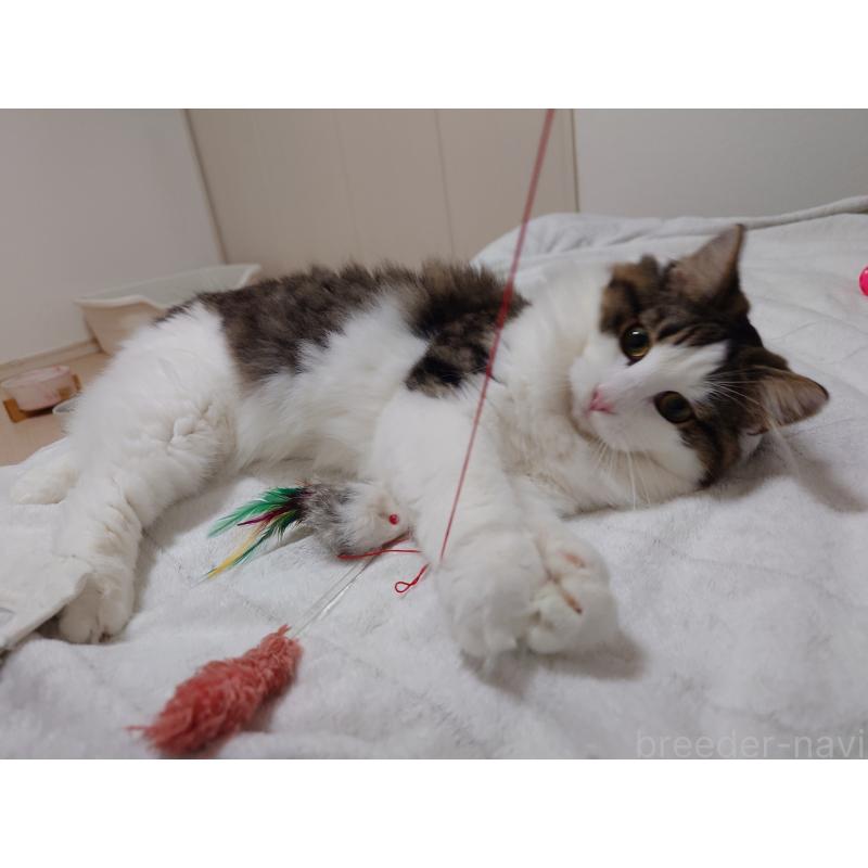 販売中の埼玉県のノルウェージャンフォレストキャット-118662の11枚目