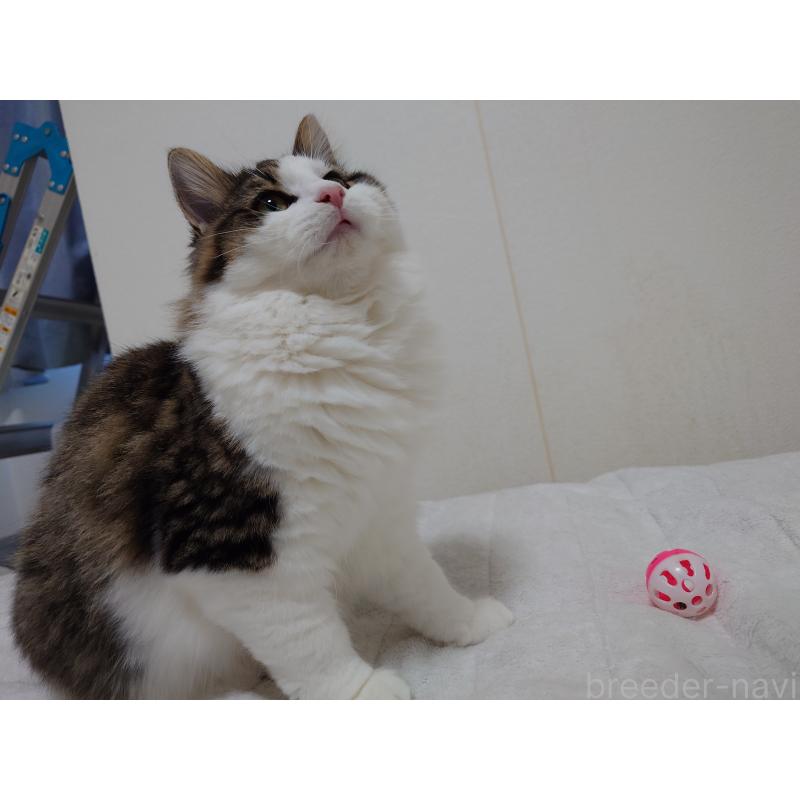 販売中の埼玉県のノルウェージャンフォレストキャット-118662の10枚目