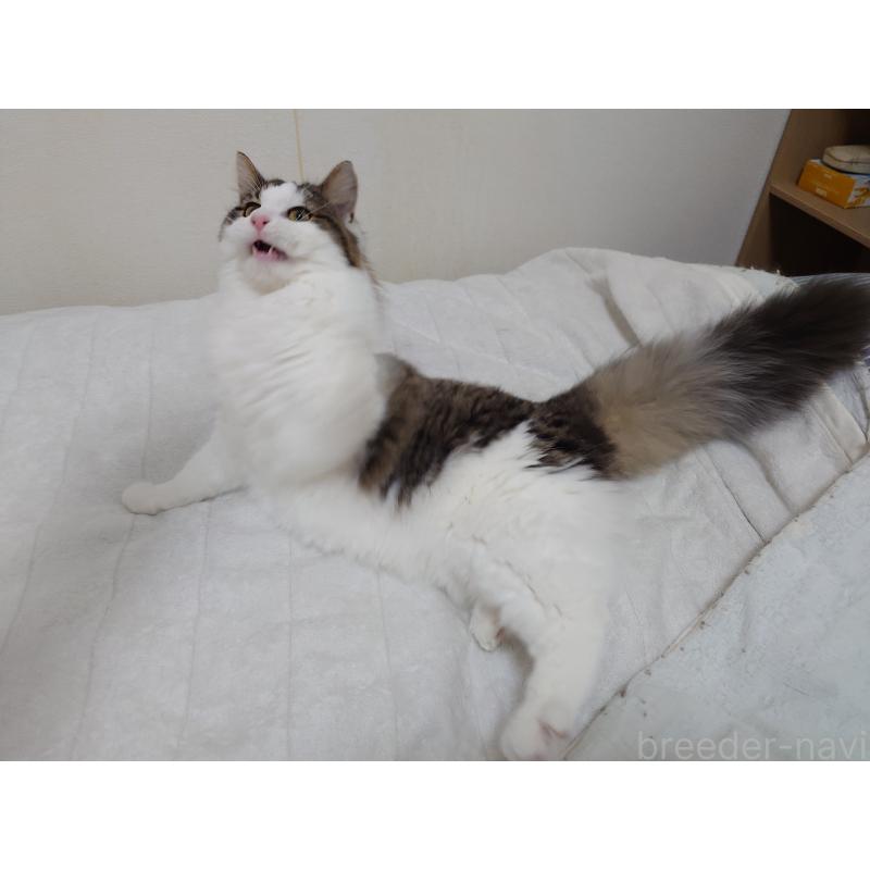 販売中の埼玉県のノルウェージャンフォレストキャット-118662の9枚目