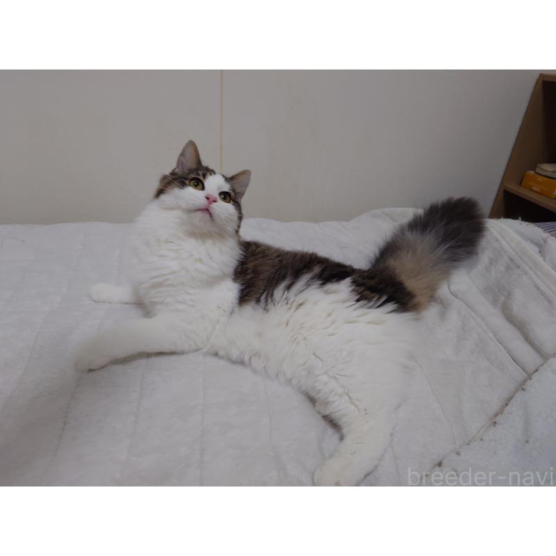 販売中の埼玉県のノルウェージャンフォレストキャット-118662の8枚目
