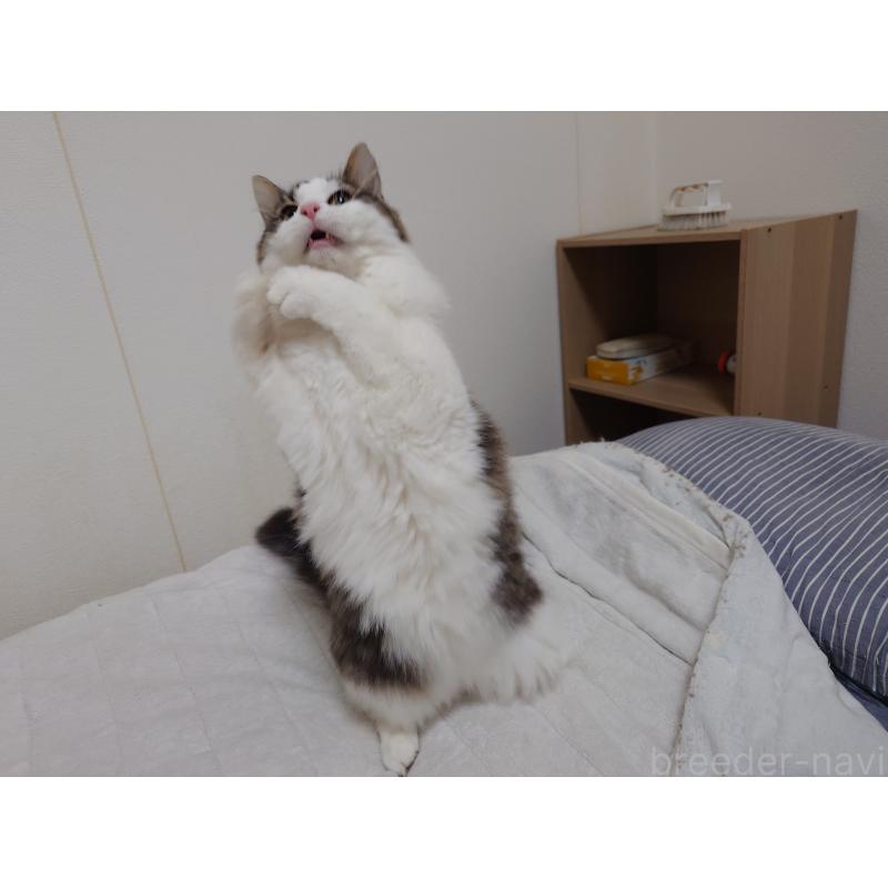 販売中の埼玉県のノルウェージャンフォレストキャット-118662の7枚目
