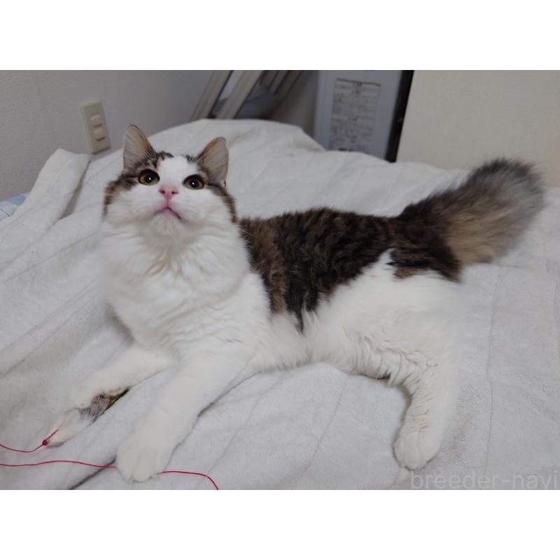 販売中の埼玉県のノルウェージャンフォレストキャット-118662の6枚目