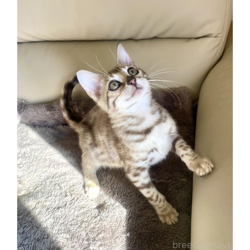 成約済の静岡県のベンガル-127402の20枚目