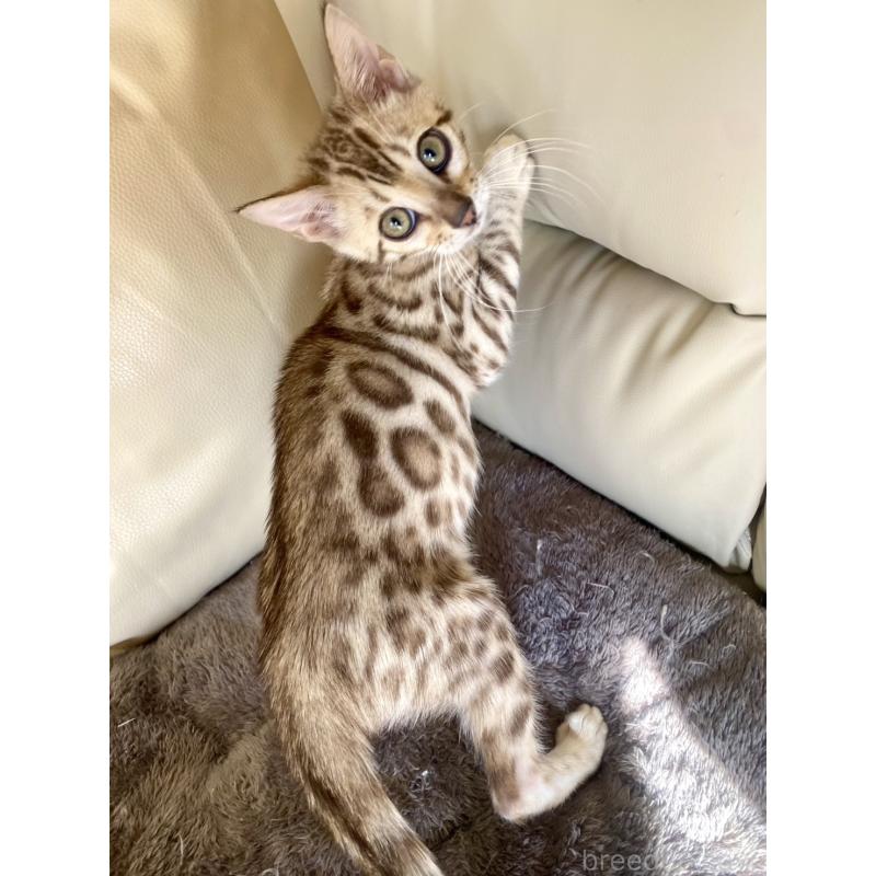 成約済の静岡県のベンガル-127402の19枚目