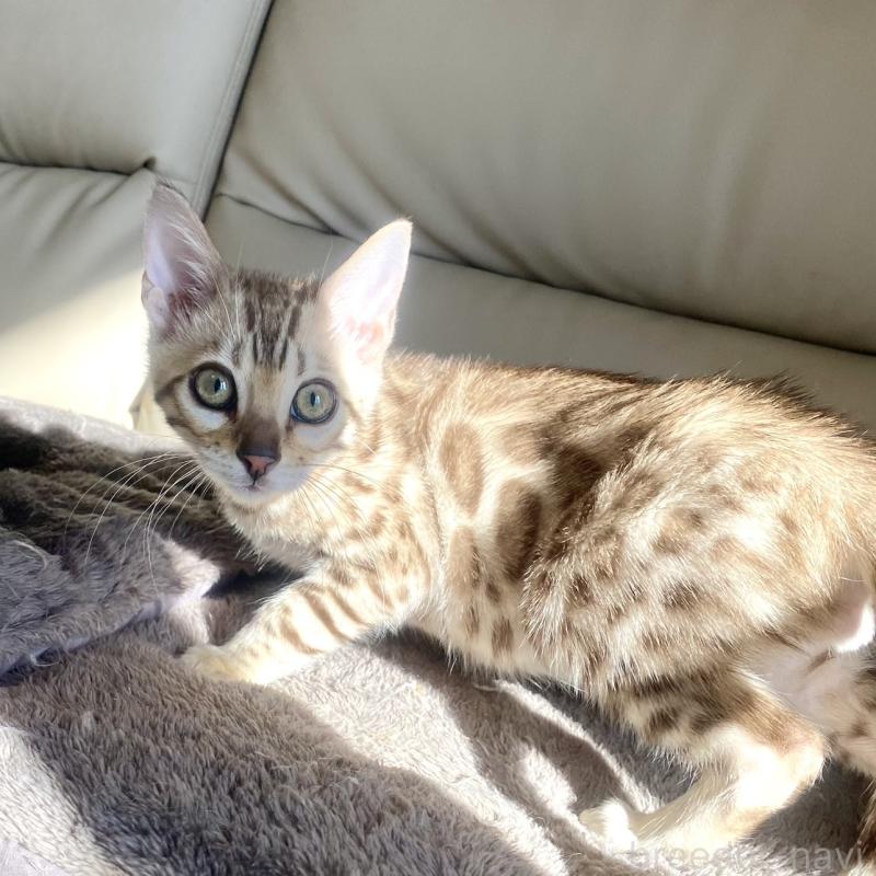 成約済の静岡県のベンガル-127402の18枚目