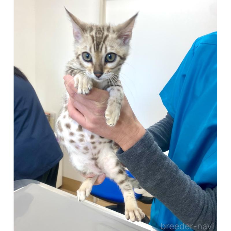 成約済の静岡県のベンガル-127402の17枚目