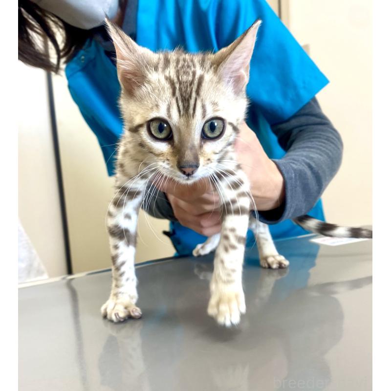 成約済の静岡県のベンガル-127402の16枚目