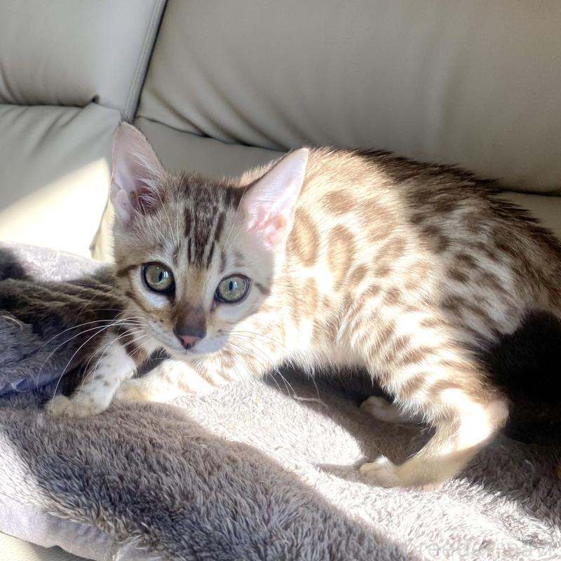 成約済の静岡県のベンガル-127402の15枚目