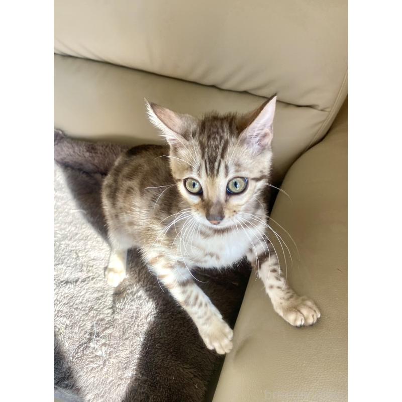 成約済の静岡県のベンガル-127402の14枚目