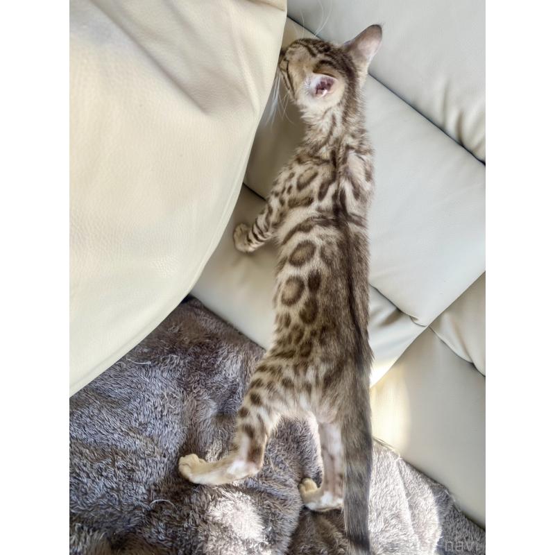 成約済の静岡県のベンガル-127402の13枚目