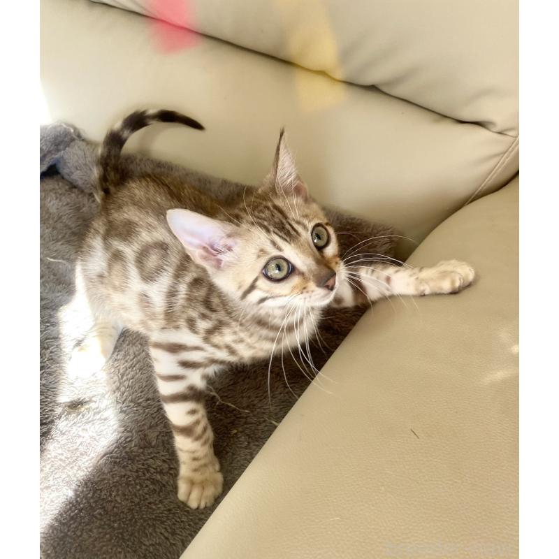 成約済の静岡県のベンガル-127402の12枚目