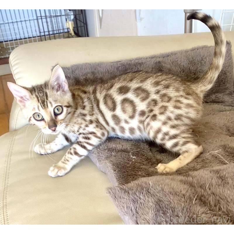 成約済の静岡県のベンガル-127402の11枚目