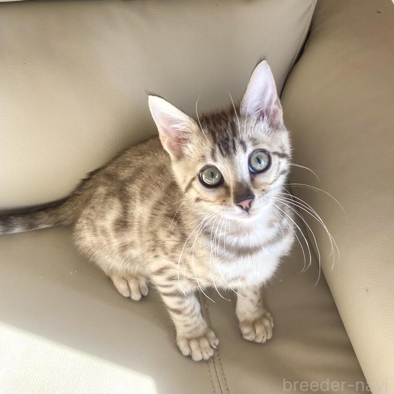 成約済の静岡県のベンガル-127402の10枚目