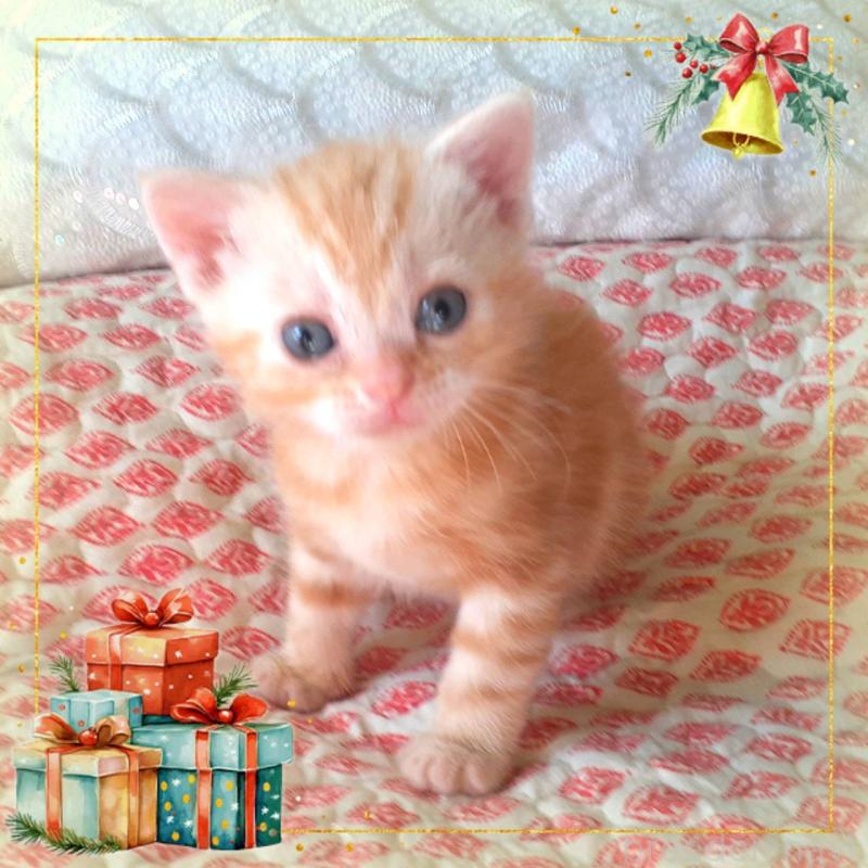 販売中の東京都のアメリカンショートヘア-132028の1枚目