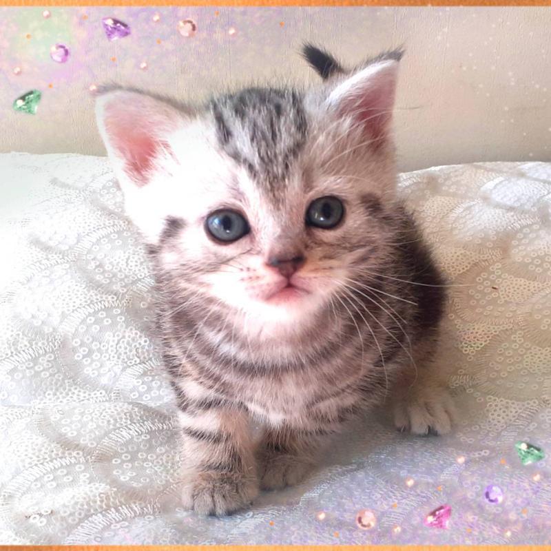 販売中の東京都のアメリカンショートヘア-132030