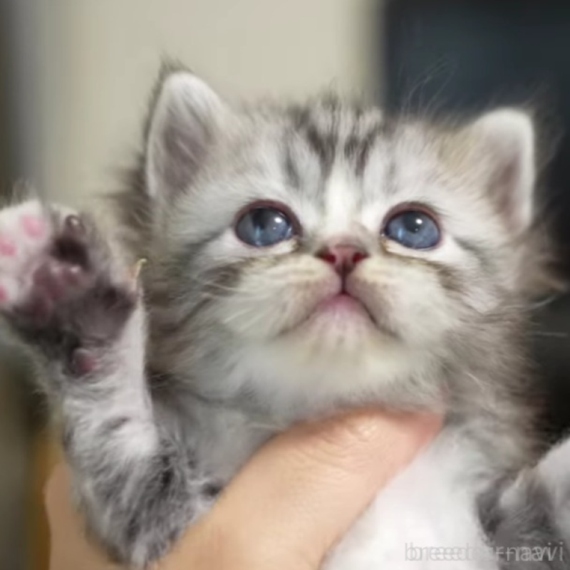 販売中の大阪府のサイベリアン-132031の1枚目