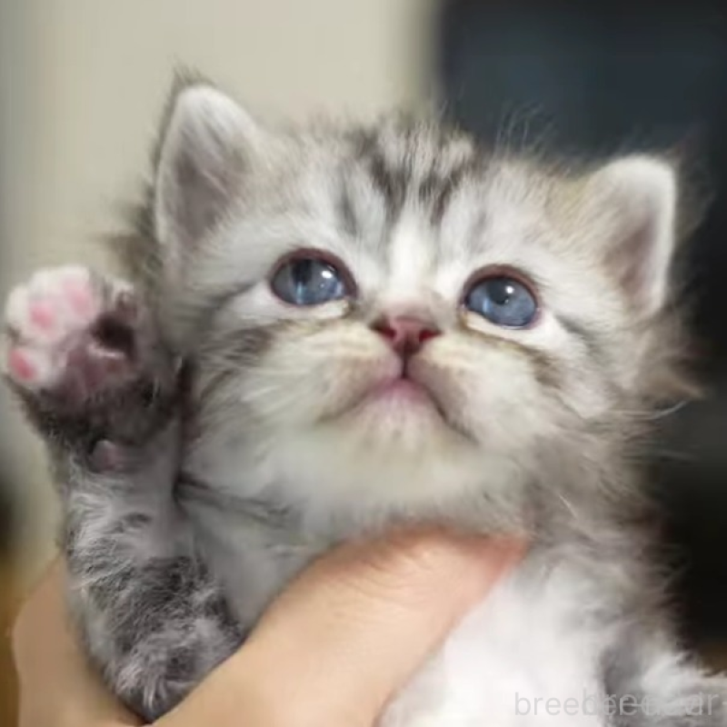 販売中の大阪府のサイベリアン-132031の6枚目