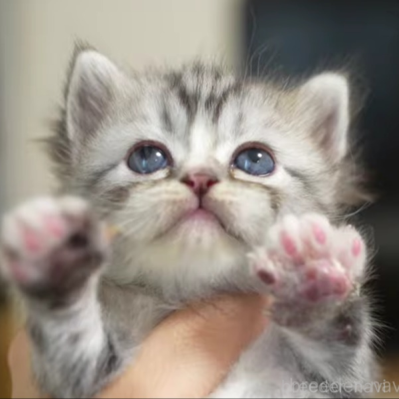 販売中の大阪府のサイベリアン-132031の5枚目