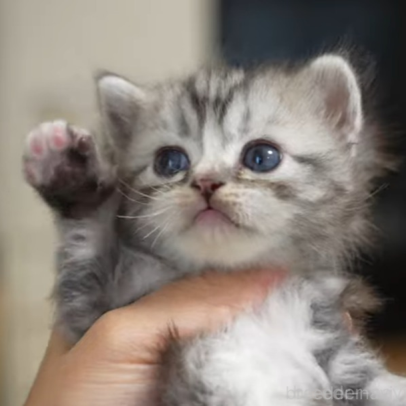 販売中の大阪府のサイベリアン-132031の4枚目