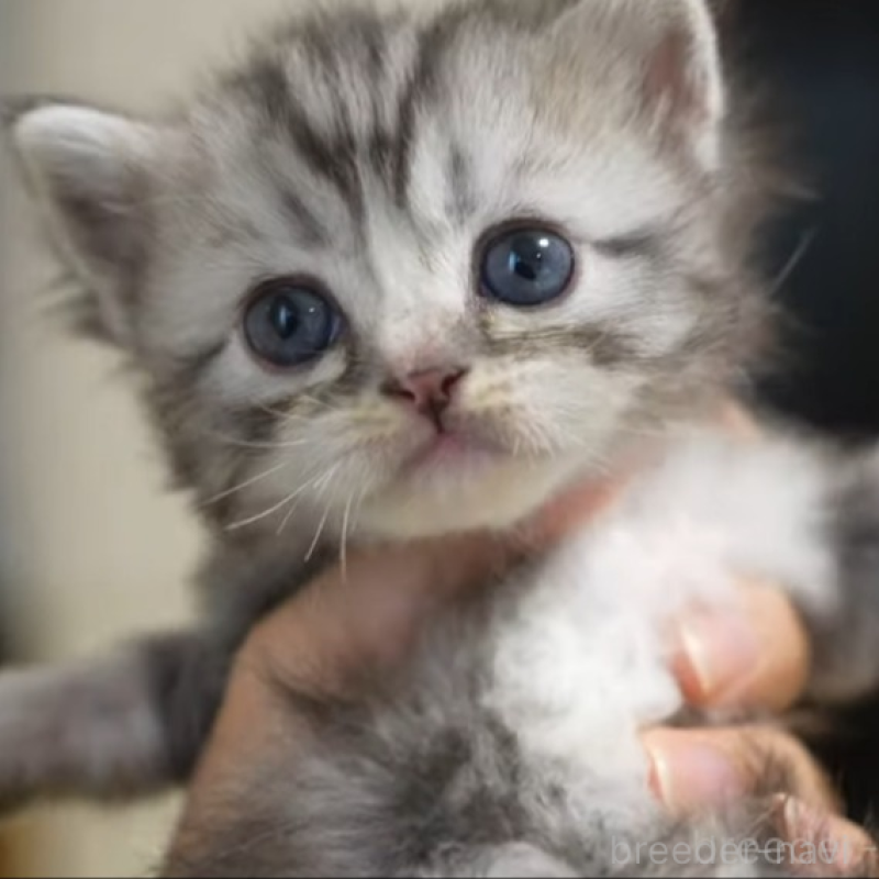 販売中の大阪府のサイベリアン-132031の3枚目