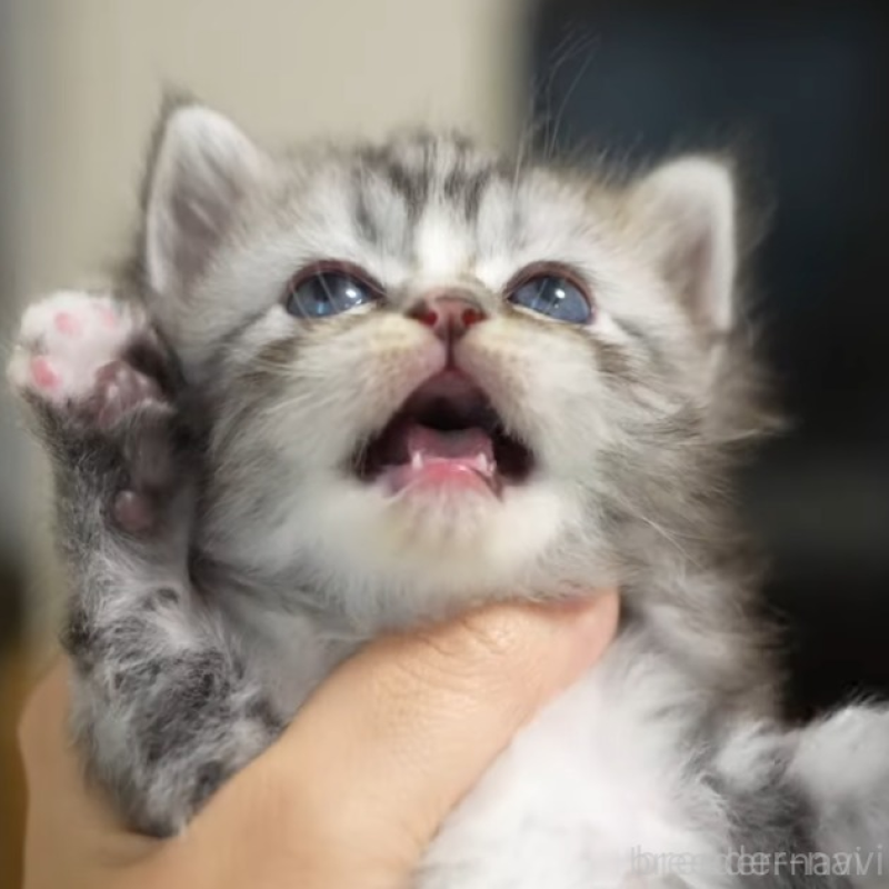 販売中の大阪府のサイベリアン-132031の2枚目