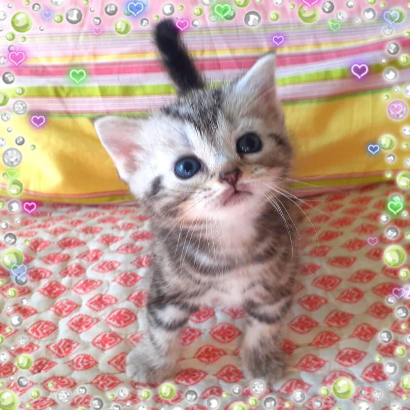 販売中の東京都のアメリカンショートヘア-132032の1枚目