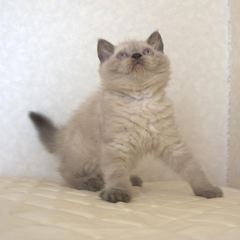 販売中の静岡県のセルカークレックス-129199の5枚目