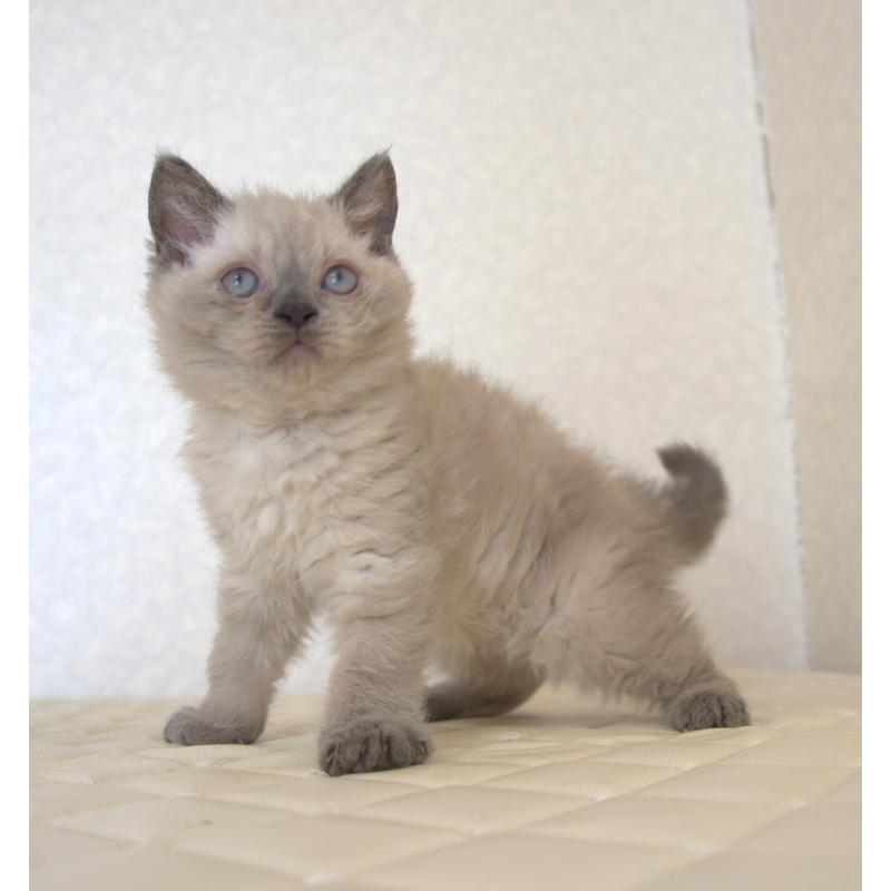 販売中の静岡県のセルカークレックス-129199の4枚目