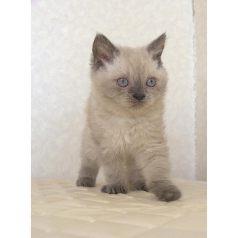 販売中の静岡県のセルカークレックス-129199の2枚目