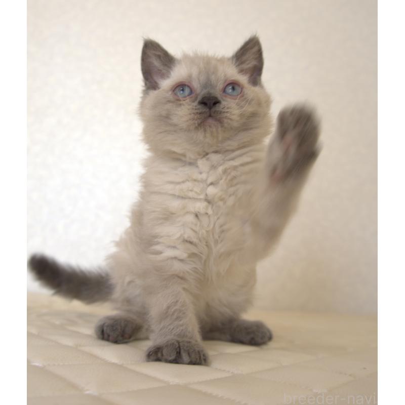 販売中の静岡県のセルカークレックス-129199の1枚目