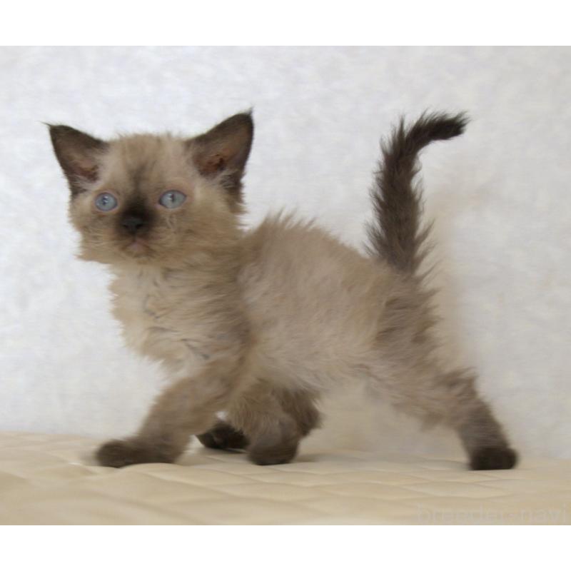 販売中の静岡県のセルカークレックス-129200の5枚目