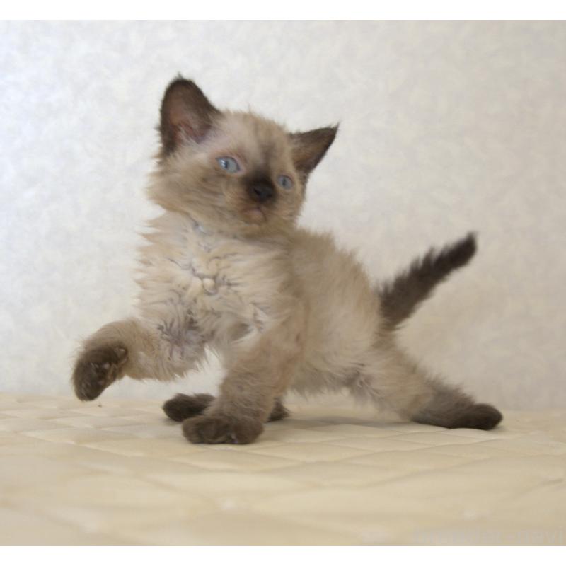 販売中の静岡県のセルカークレックス-129200の4枚目