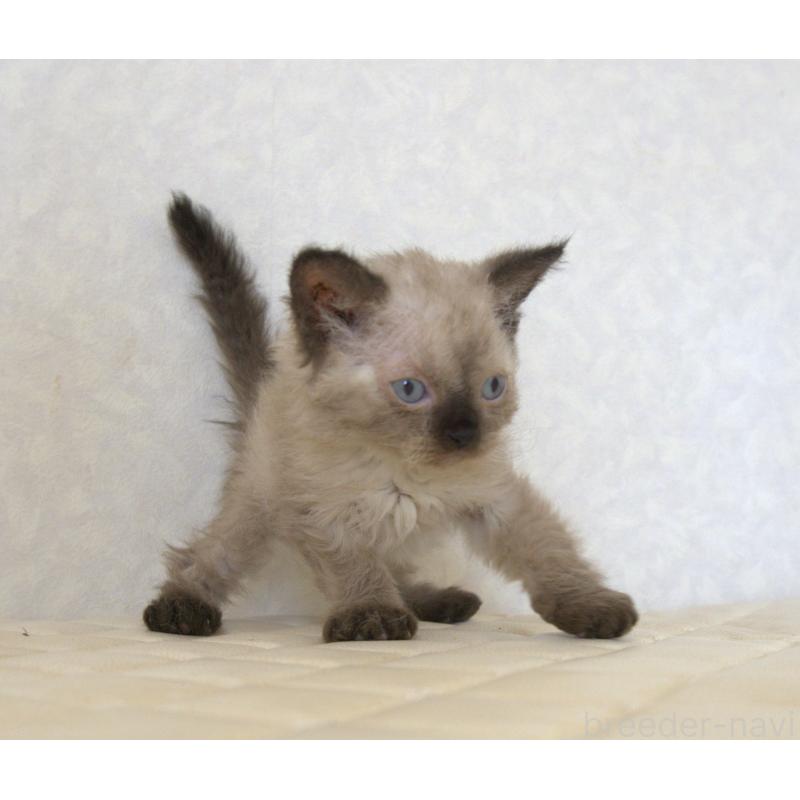 販売中の静岡県のセルカークレックス-129200の1枚目