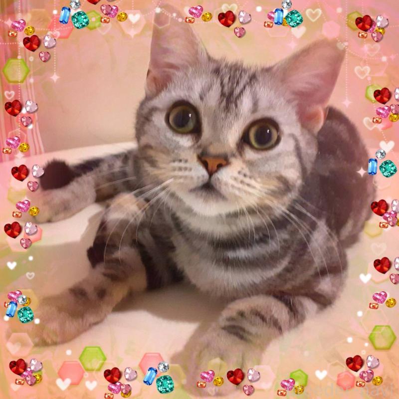 販売中の東京都のアメリカンショートヘア-132033