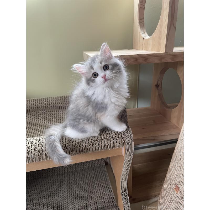 販売中の埼玉県のマンチカン-131120