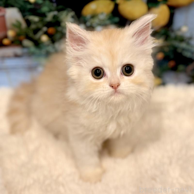 販売中の岐阜県のミヌエット-132034の1枚目