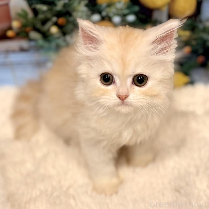 販売中の岐阜県のミヌエット-132034の11枚目