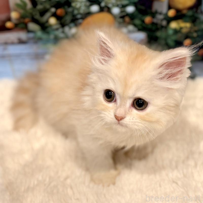 販売中の岐阜県のミヌエット-132034の10枚目