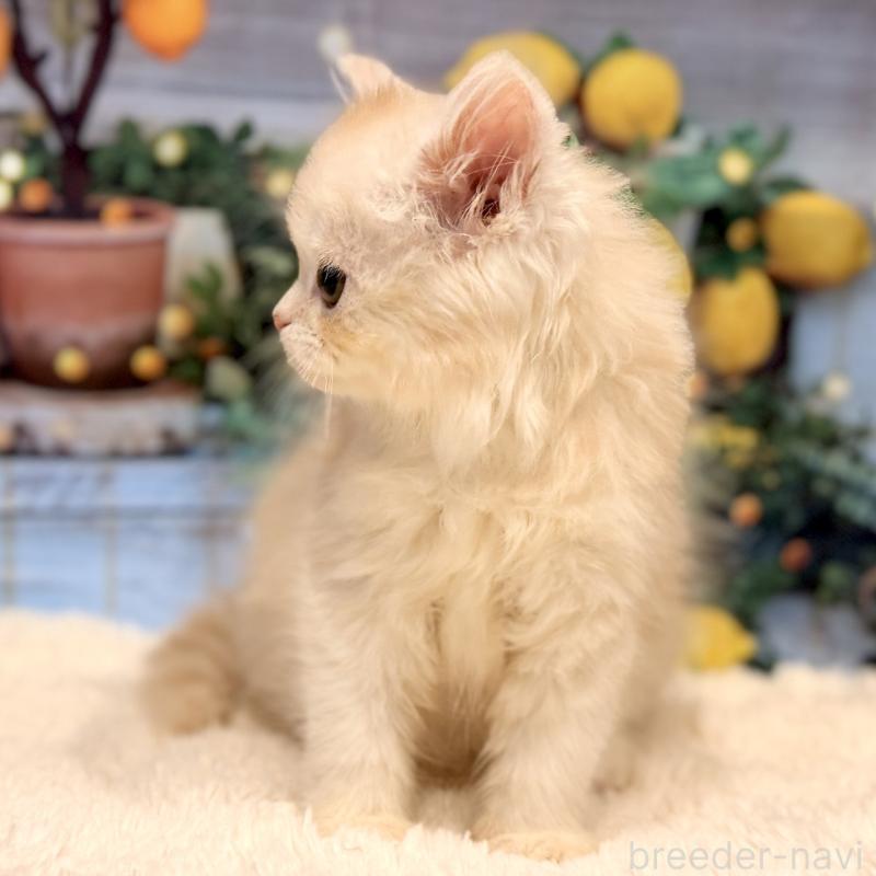 販売中の岐阜県のミヌエット-132034の9枚目