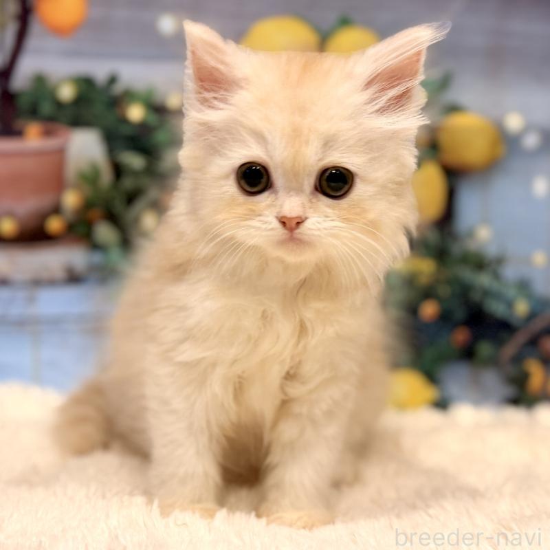 販売中の岐阜県のミヌエット-132034の8枚目