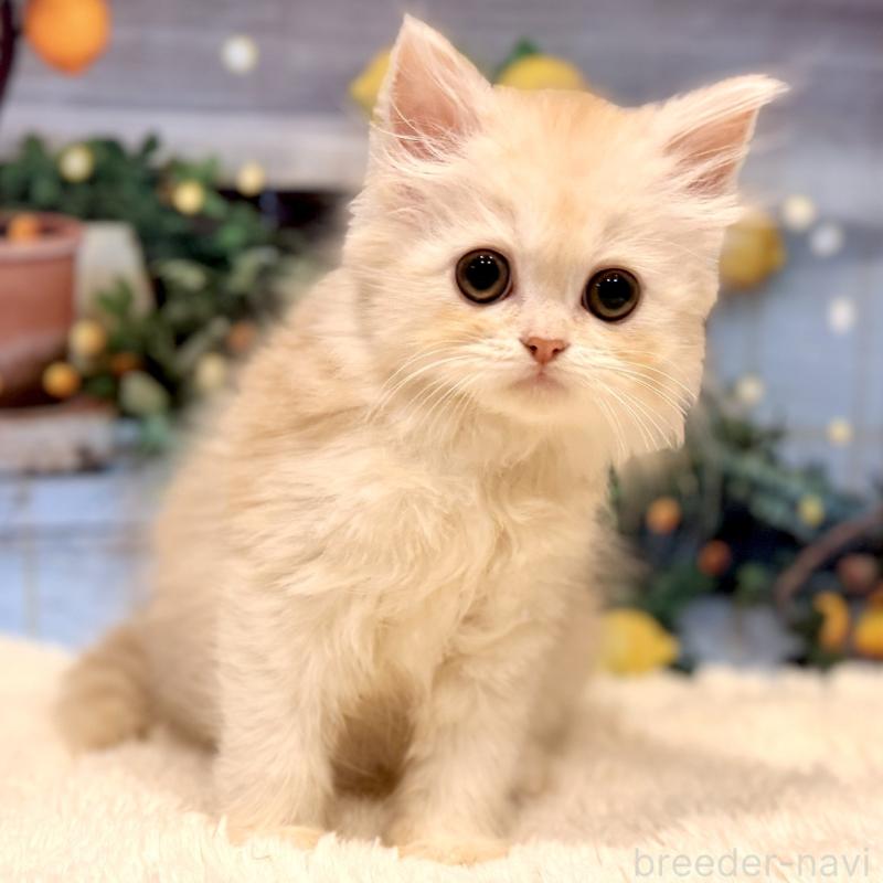 販売中の岐阜県のミヌエット-132034の7枚目